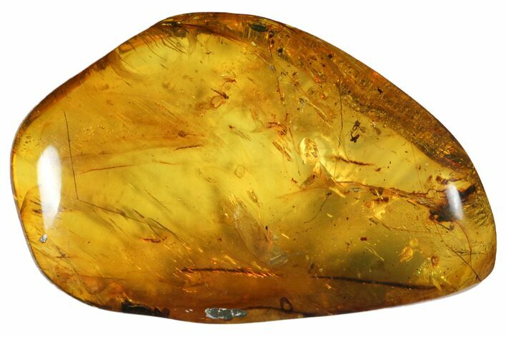 Polished Chiapas Amber ( g) - Mexico #114915